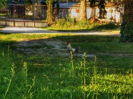 Nagykanizsa