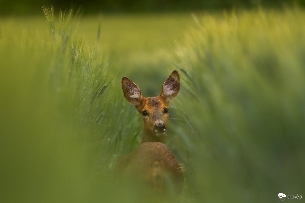 Pihenő a búzatáblán