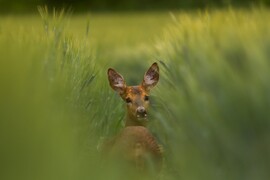 Pihenő a búzatáblán