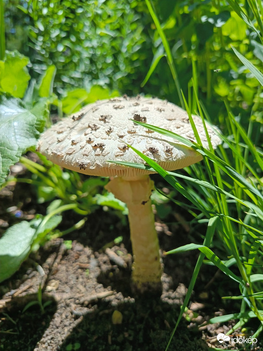 Hódmezővásárhely