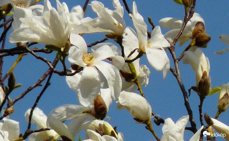 Csillag liliomfa
