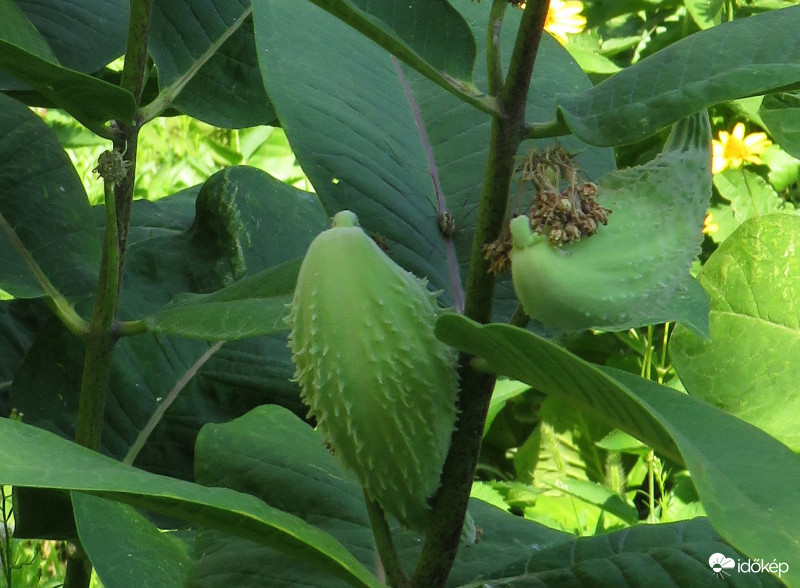 Mint egy uborka a vaddohány termése