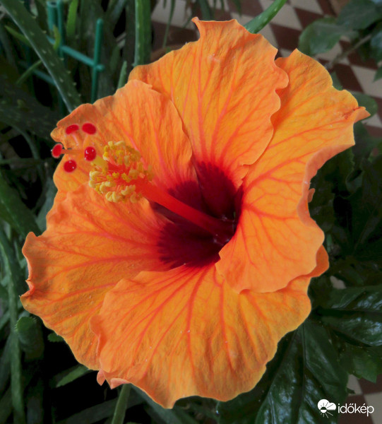 Amikor egy virág meghálálja a gondoskodást