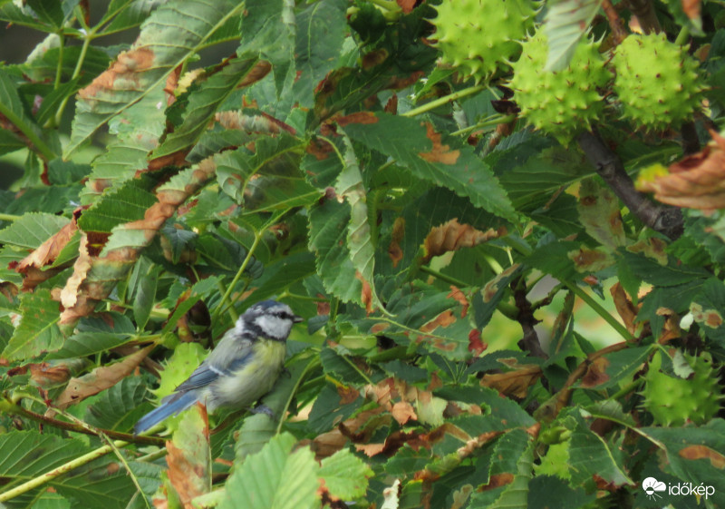 Alig nagyobb egy gesztenyénél