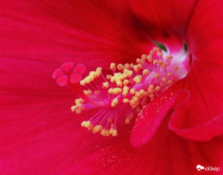 Amit a mocsári hibiszkusz rejteget