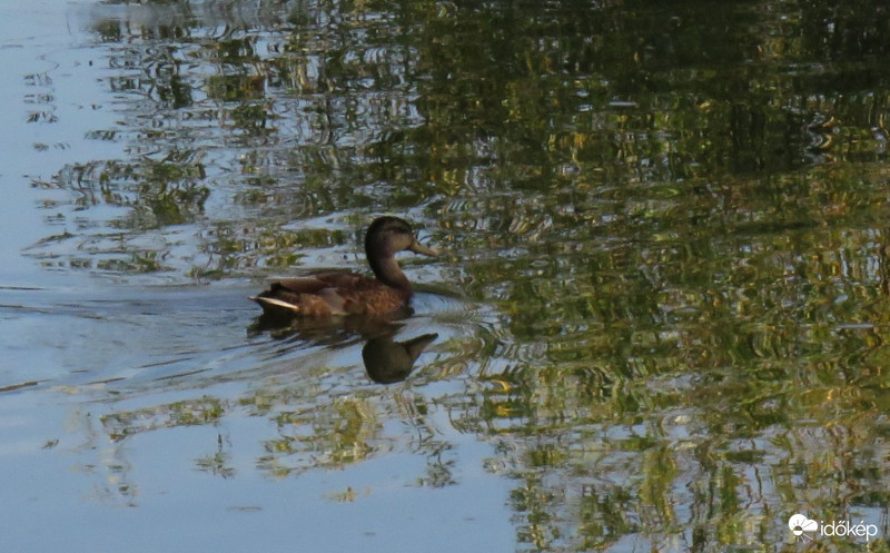 Fények játéka a vízen