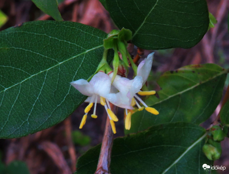 Megkésve, de csak kinyílt.