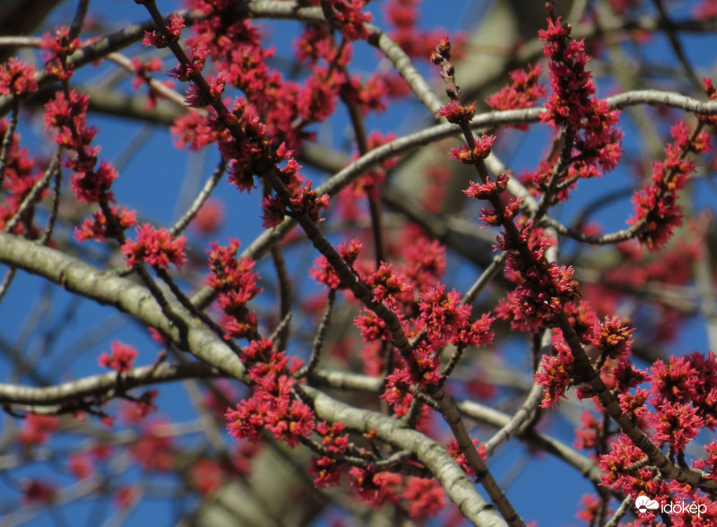 Virágzik az ezüst juhar