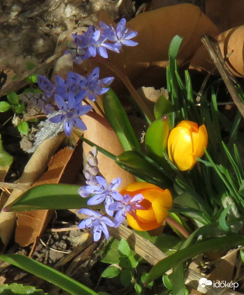 Avar között megbújva