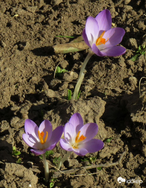 Már itt is nyílnak!