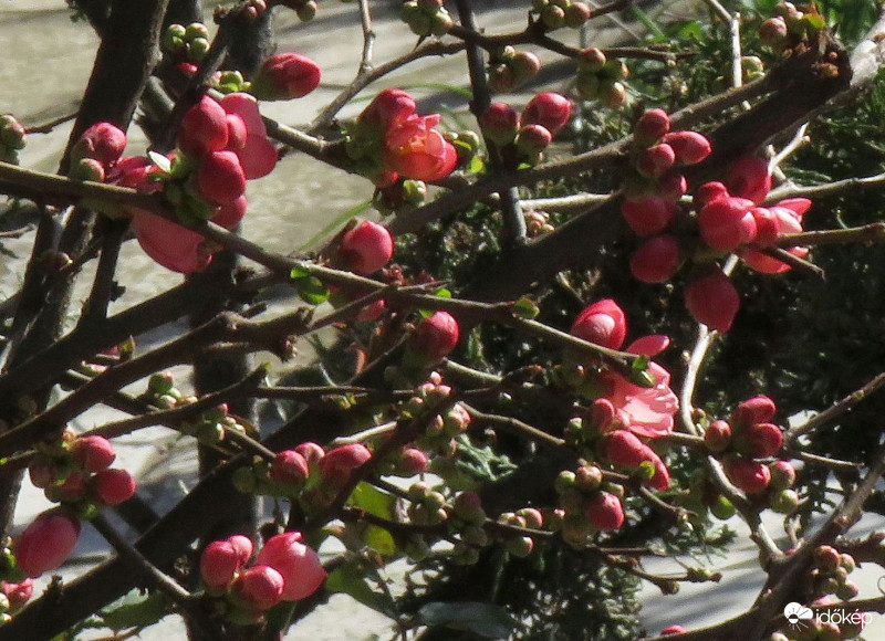 Bontogatja szirmait a japánbirs