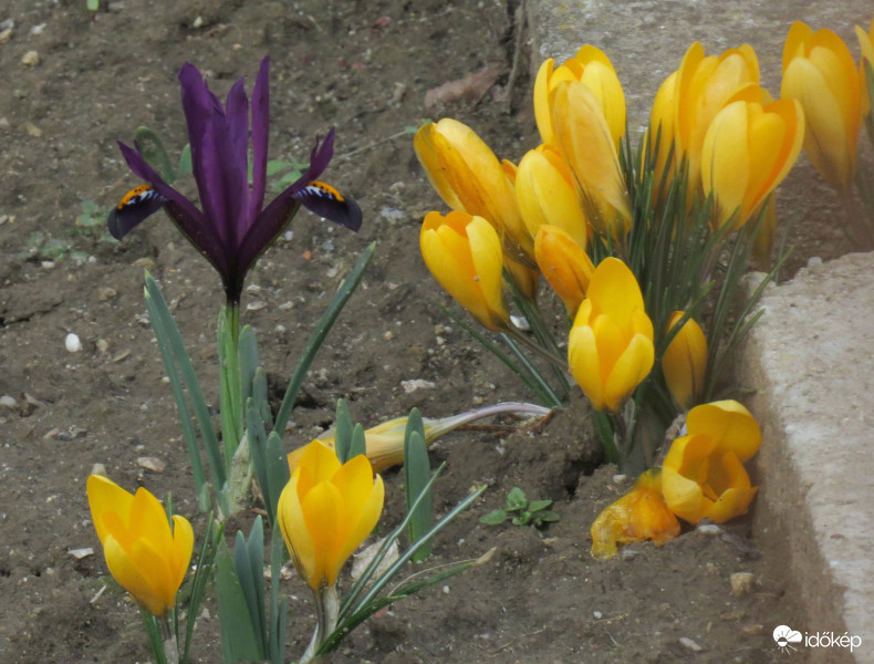 Megérkezett a törpe írisz is.