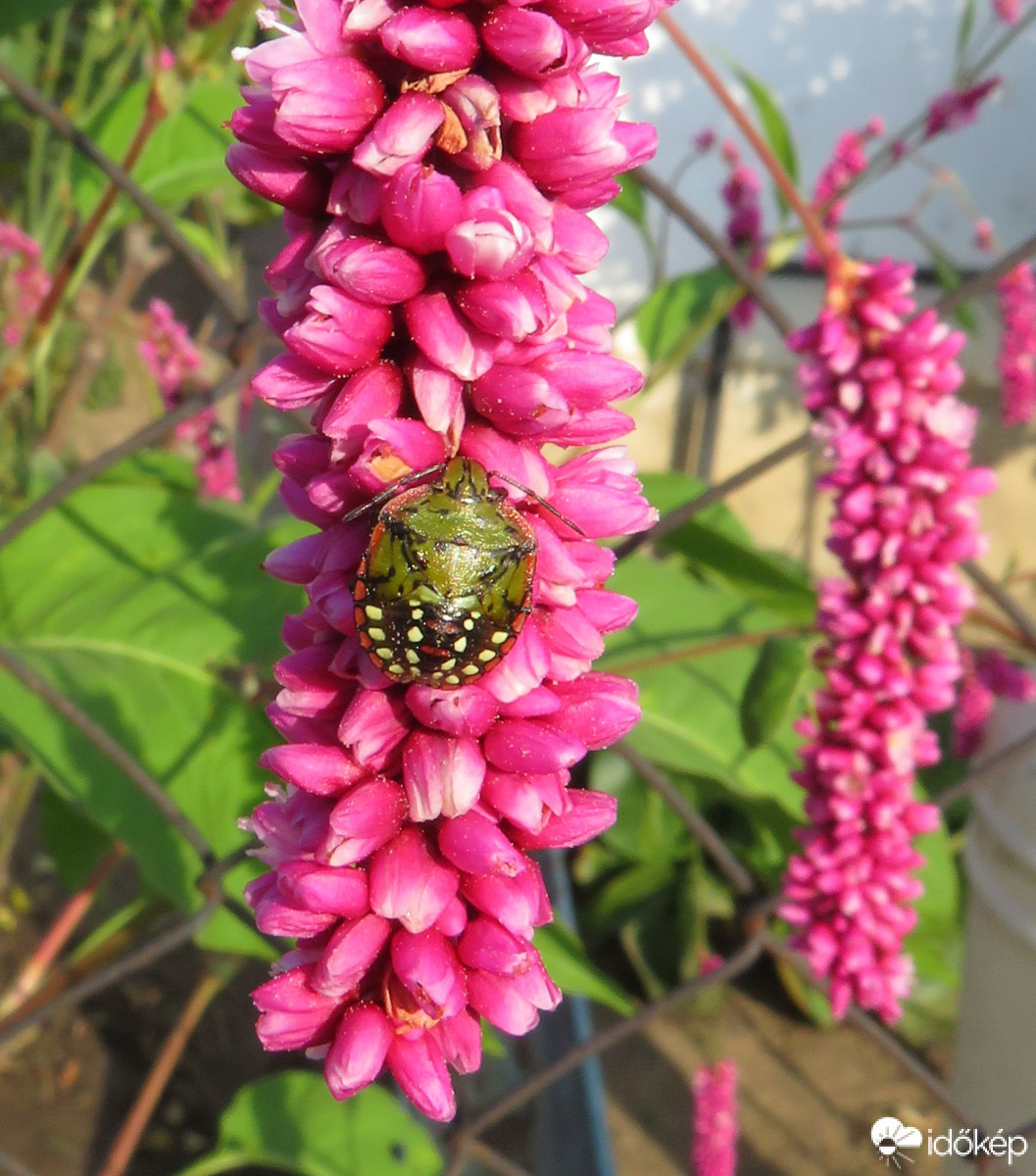 Már nem az egyszínű zöld a divat poloskáéknál