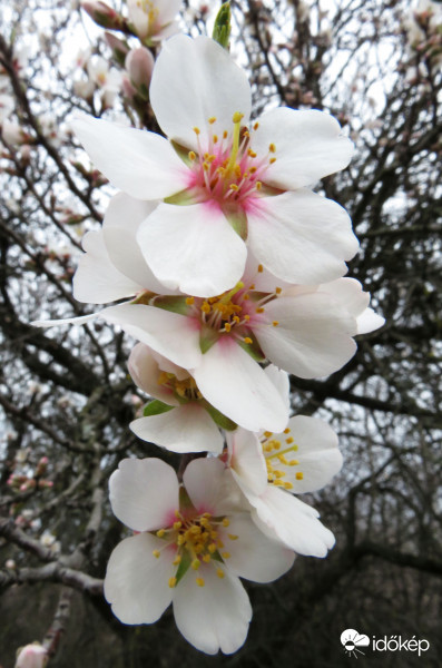 Teljes virágzásban
