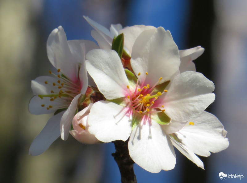 Szépsége elbűvölt