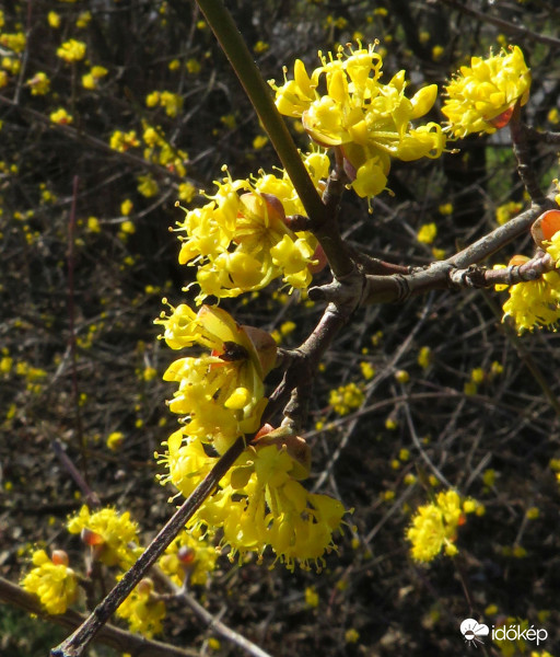 Teljes díszben a som