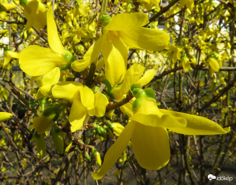 Kibomlottak egy nap alatt