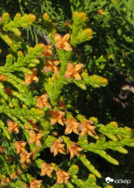 Amikor a tuja virágzik