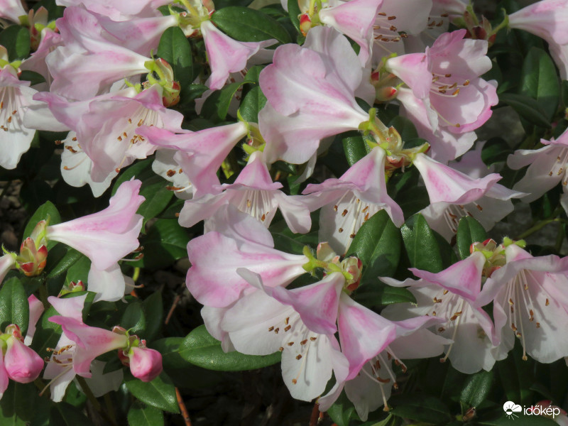 Az azálea is kinyílt 