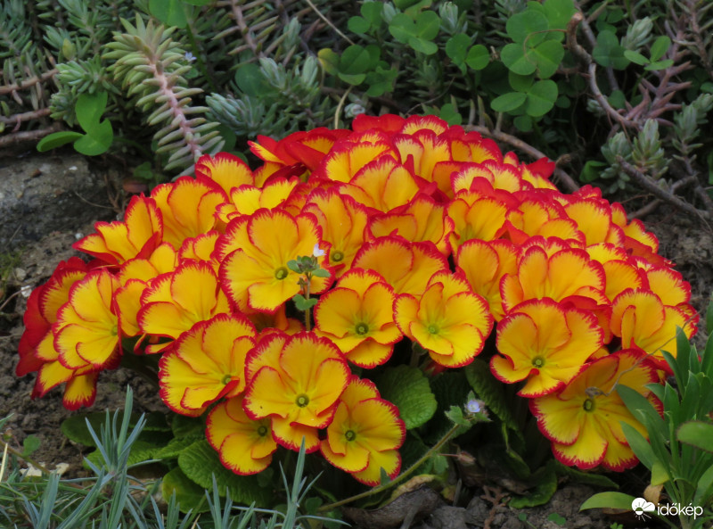 Forma és szín bűvöletében