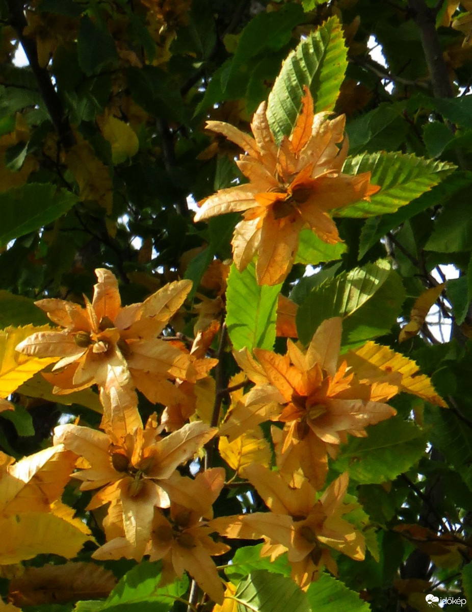 Beérett a gyertyán termése is