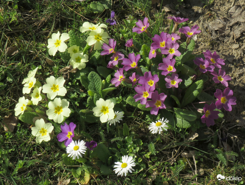 Primulák közt százszorszép