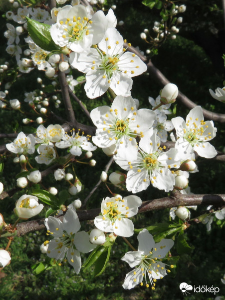 Már a kökényszilva is virágzik