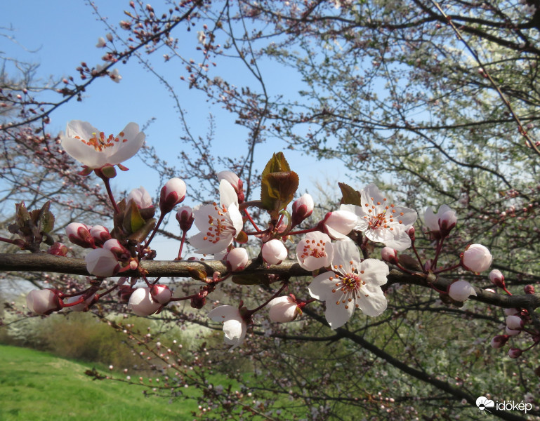 Ez már a vérszilva lenne?