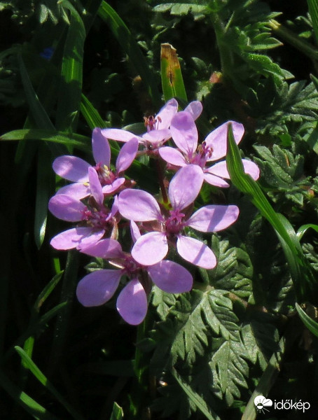 A fűben megbújik a gémorr