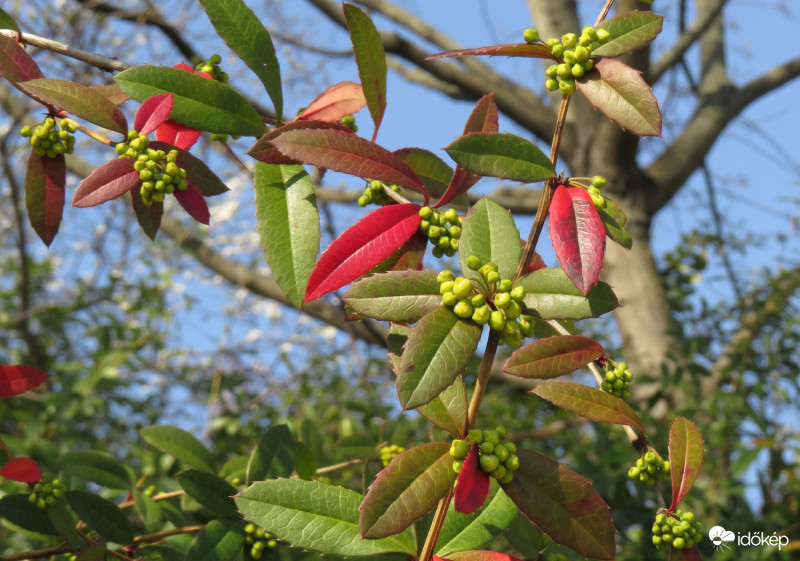 Színesedik már a júlia borbolya levele