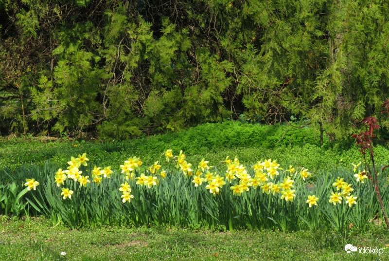 Ez nem a babócsai nárciszmező