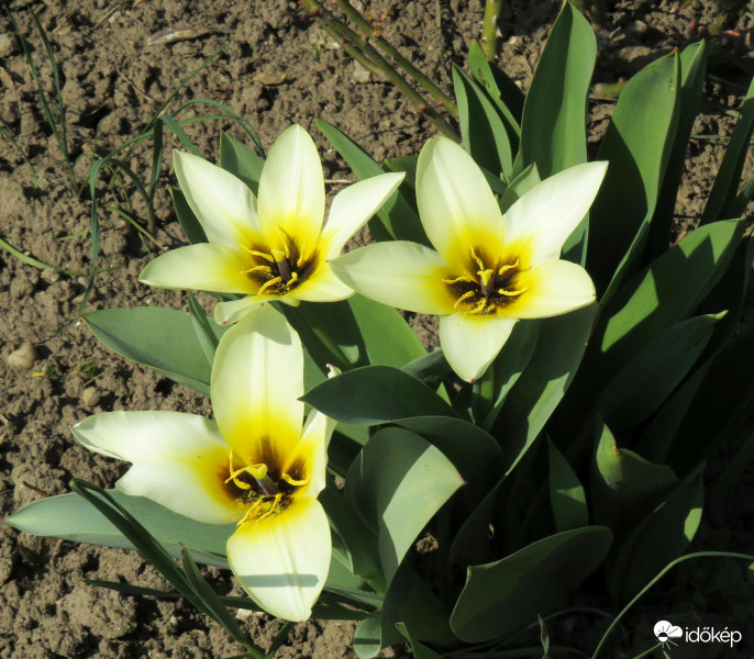 Más színben a tulipán