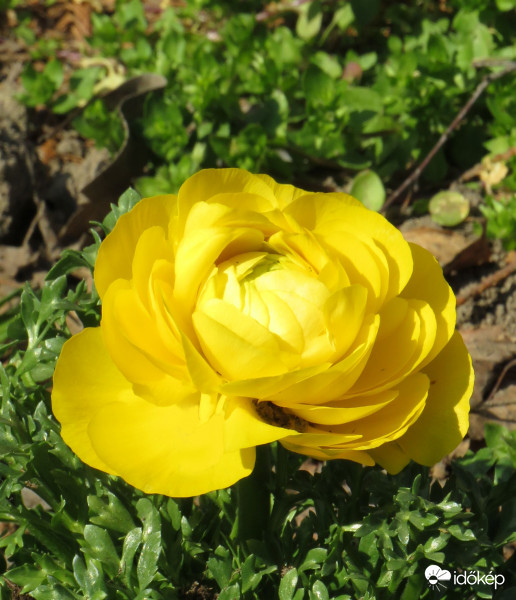 Egy ismeretlen szépség