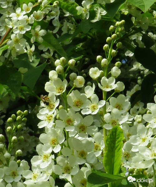 Illatozik a zelnicemeggy