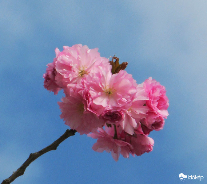 Kibomlott a japán cseresznye virága is
