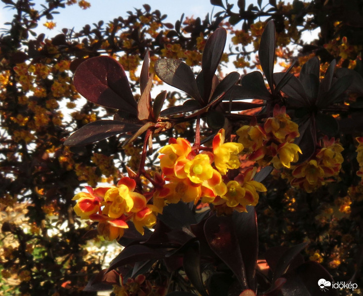 Vöröslevelű japán  borbolya