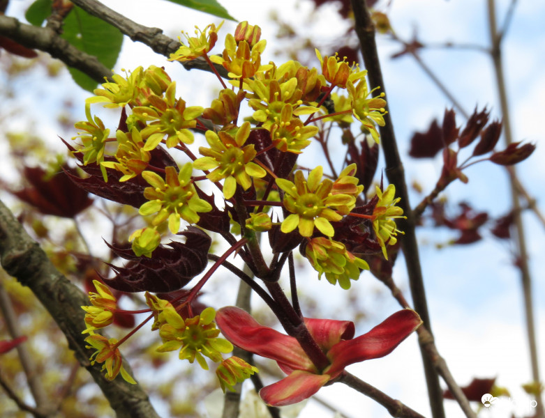 Vörös levelű juhar