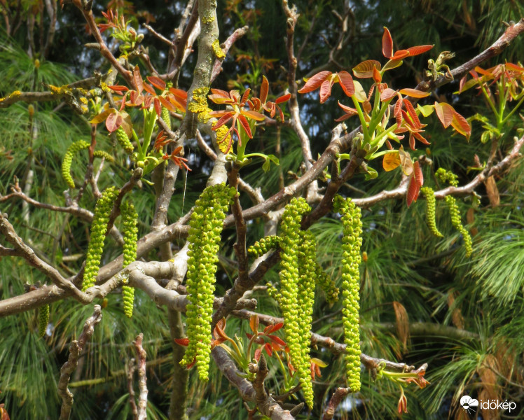 A dió is barkázik már