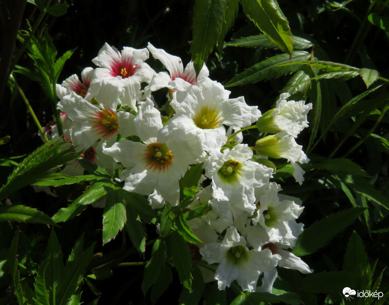 Egy ritkaság-kínai gesztenye