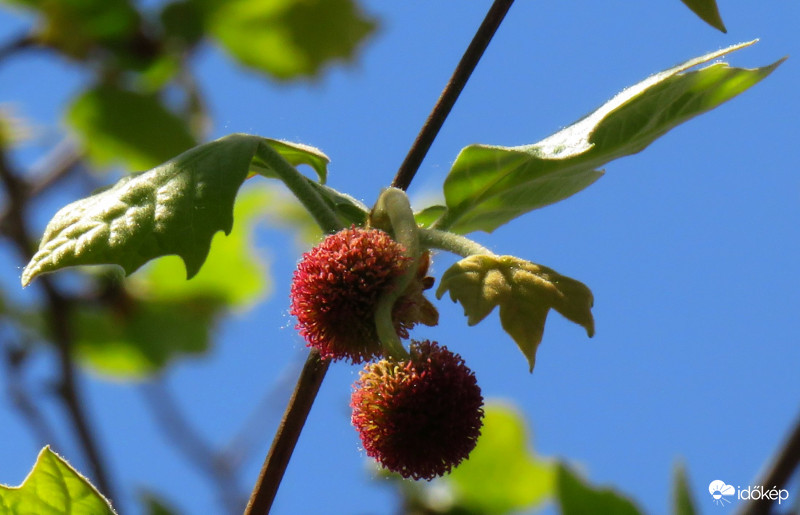 A platán virága