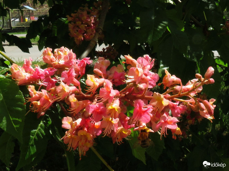 Hússzínű gesztenye virága