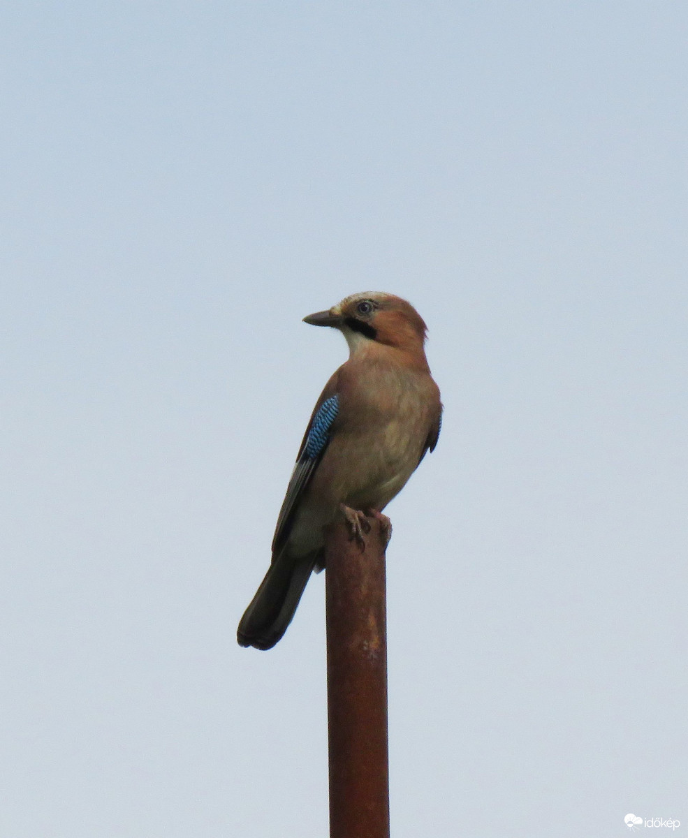 Semmi nem kerüli el a szajkó figyelmét