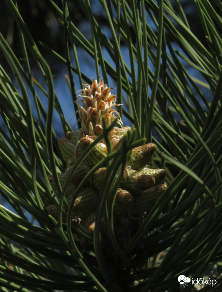 A fenyő is készülődik
