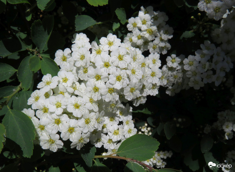 Itt van már a gyöngyvessző is