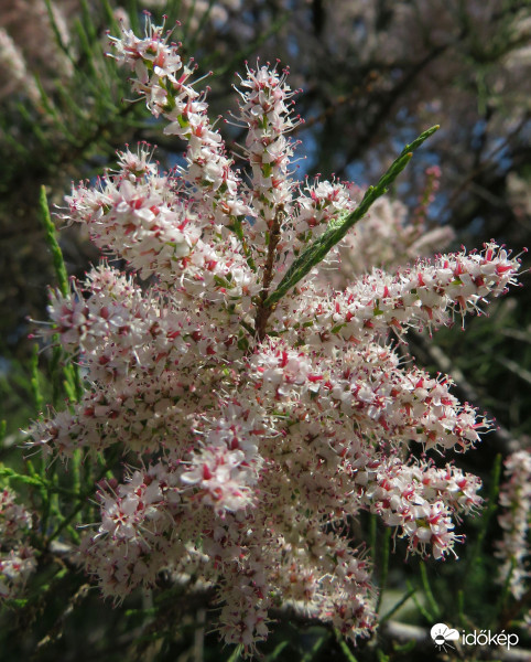 Tamariszkusz virágban