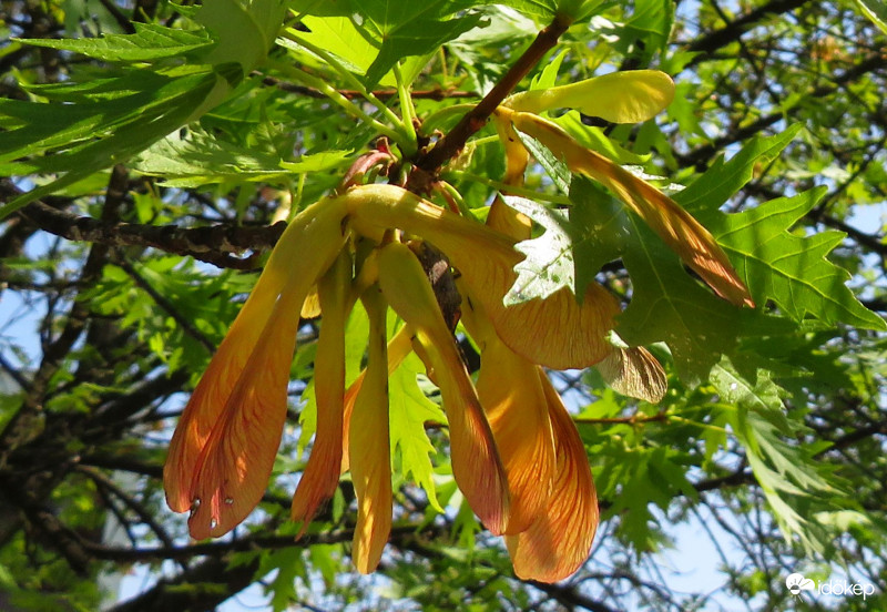 Az ezüst juhar szárnyacskái