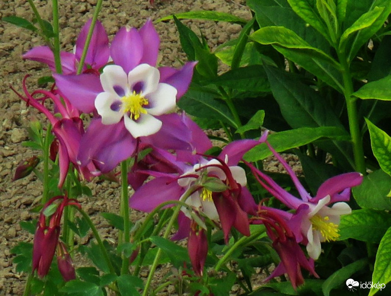 A szépséges harangláb