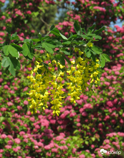 Sárga akác