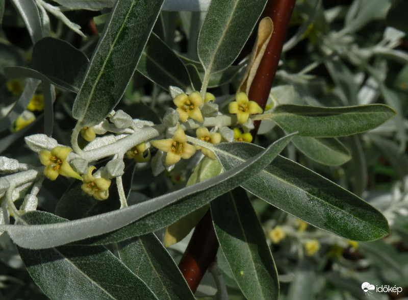 Illatozik már az olajfűz