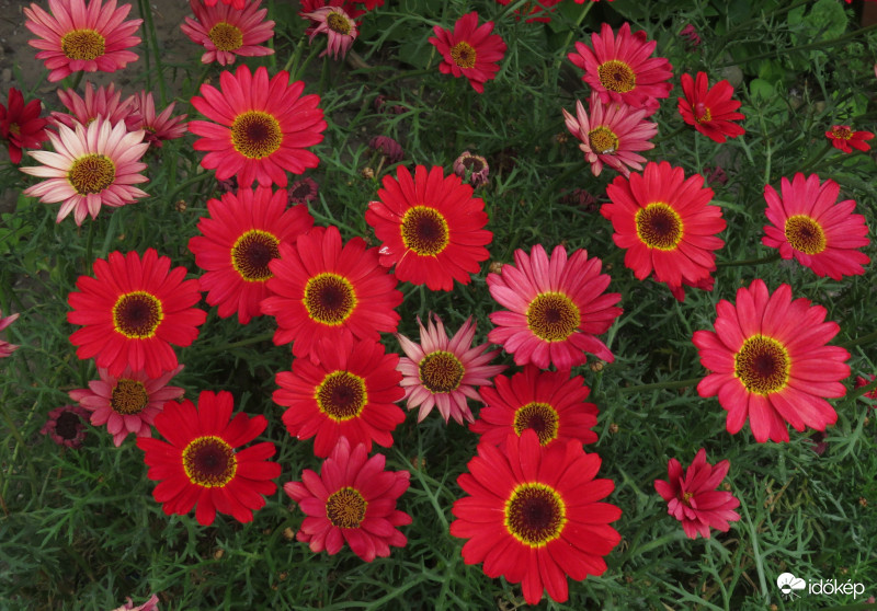 Ma ez a trendi szín